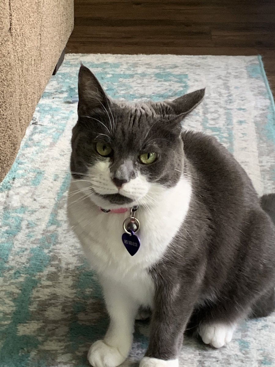 Buttons_LeFloof's tweet photo. Buttons would like to say good evening or morning or night!😸 #buttonslefloof #CatsOfTwitter #evening #goodmorning #Goodday https://t.co/JXEom7IXRn