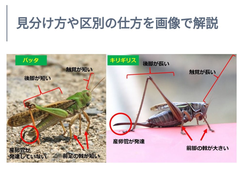 バッタ英語 バッタ英語 バッタ英語 バッタ英語