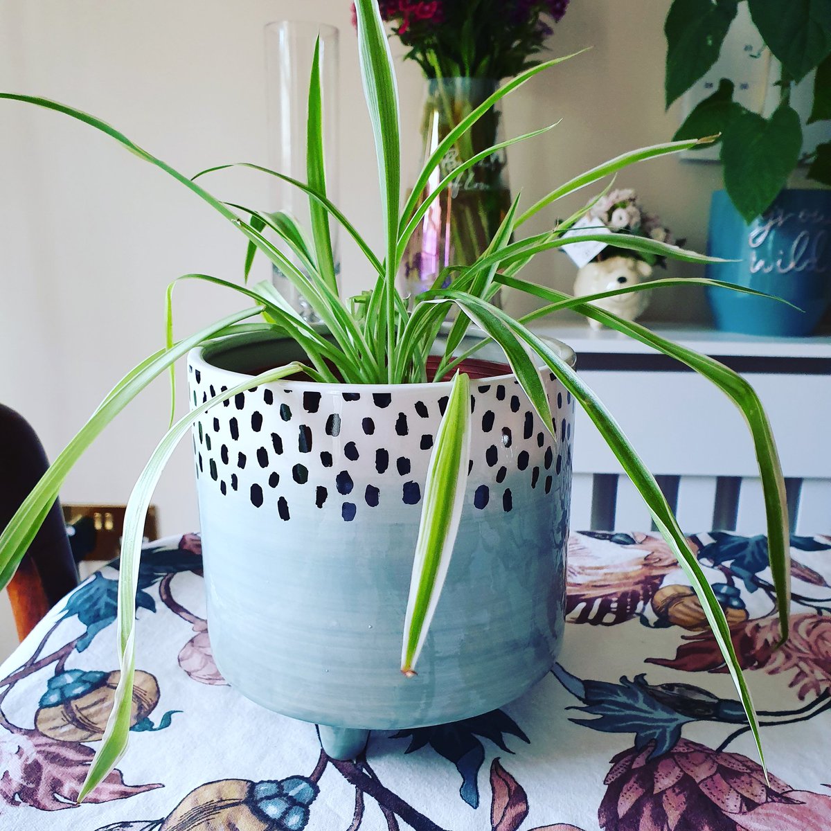 teishb89's tweet photo. These are my plant babies. https://t.co/tbxe8fSV6j