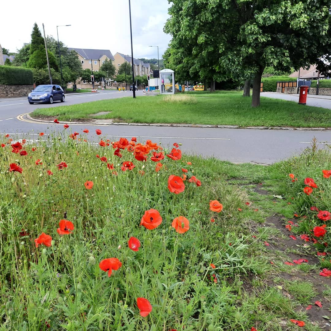 ShefEnvironment's tweet photo. Lovely verge on Halifax Road A61 in Sheffield this morning. Great seeing Bumblebees pollinating poppies as I paused to take a photo, instant proof this is helping nature. Although it seems strange the next verge wasn't left to grow.
#WildFlowers #NoMow #NoMowWay https://t.co/1m8QIIO6oc