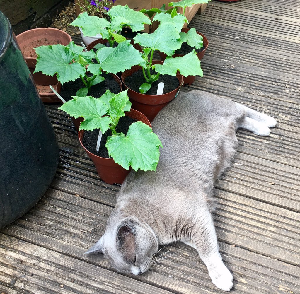 Repotted all my cucumber plants. No idea if they'll actually produce any cucumbers but delighted with their progress (7 weeks) so far. Assistant gardener slacking on the job, may threaten her with furloughing.