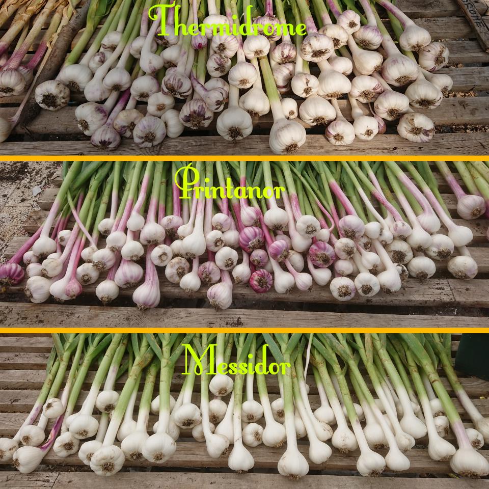 Cracking year for garlic