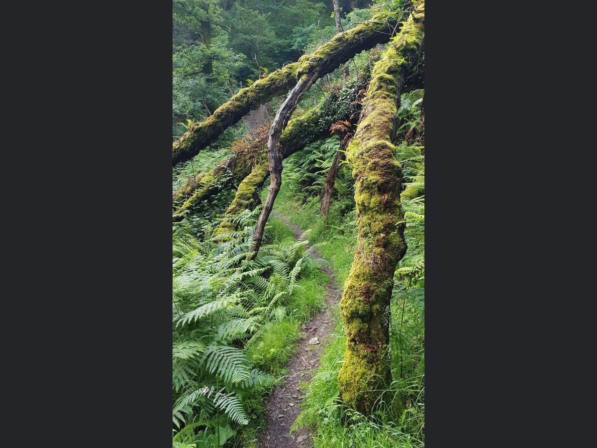pgbakes's tweet photo. Had a bit of an anxiety / panic attack today. βΉοΈ
Nothing better than walking it out. π
#destress #swcp #ldwa #lynmouth #culbone #porlockweir https://t.co/3sSahi9E6K