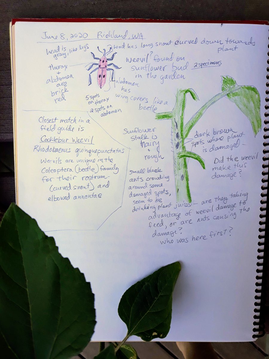 Did you know you can practice mindfulness using the Scientific Method?⁠
⁠
Nature journaling teaches you to slow down, notice details, and ask questions.⁠
⁠
Join Nature Journaling with the REACH Museum starting July 1. Register online at visitthereach.org/product/nature…