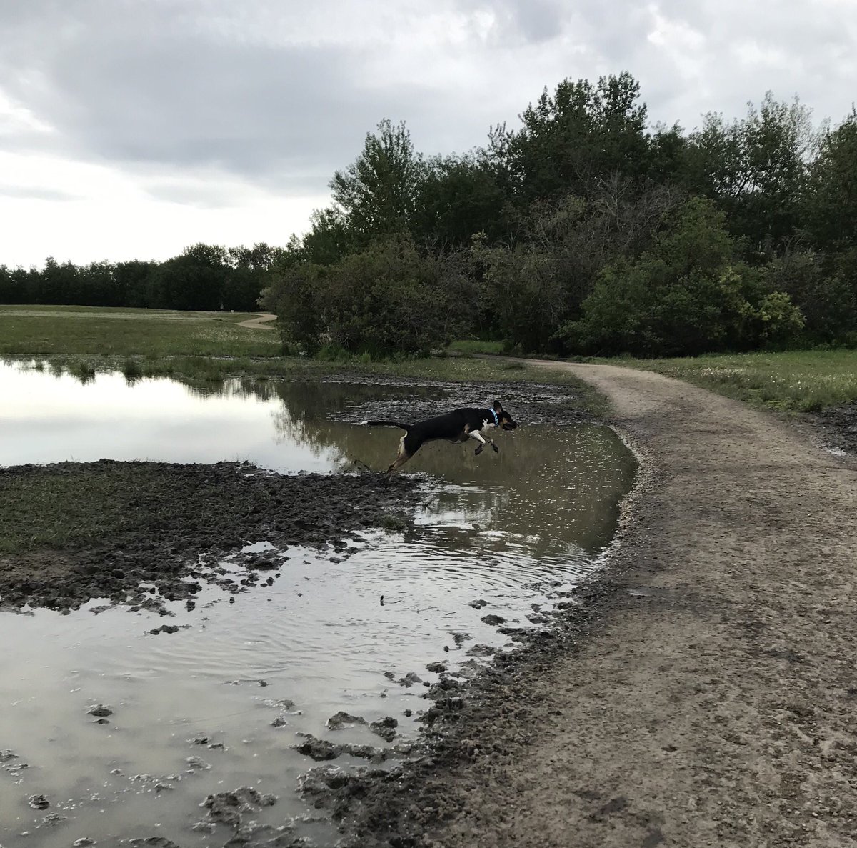 What. An. Idiot. #dogsofyeg