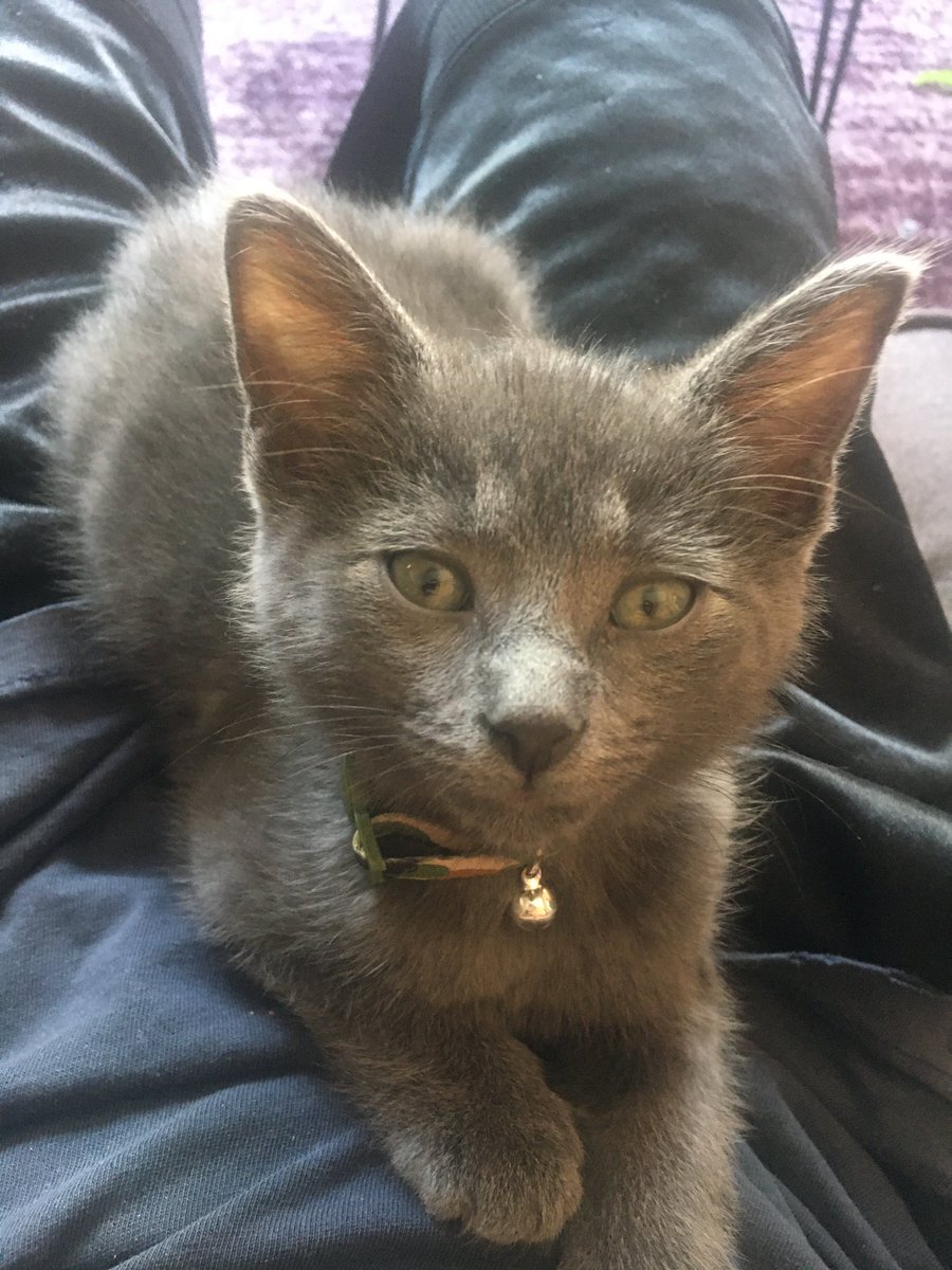 ShueyTheHumbled's tweet photo. Look at this cat https://t.co/UIdJk6xzfA