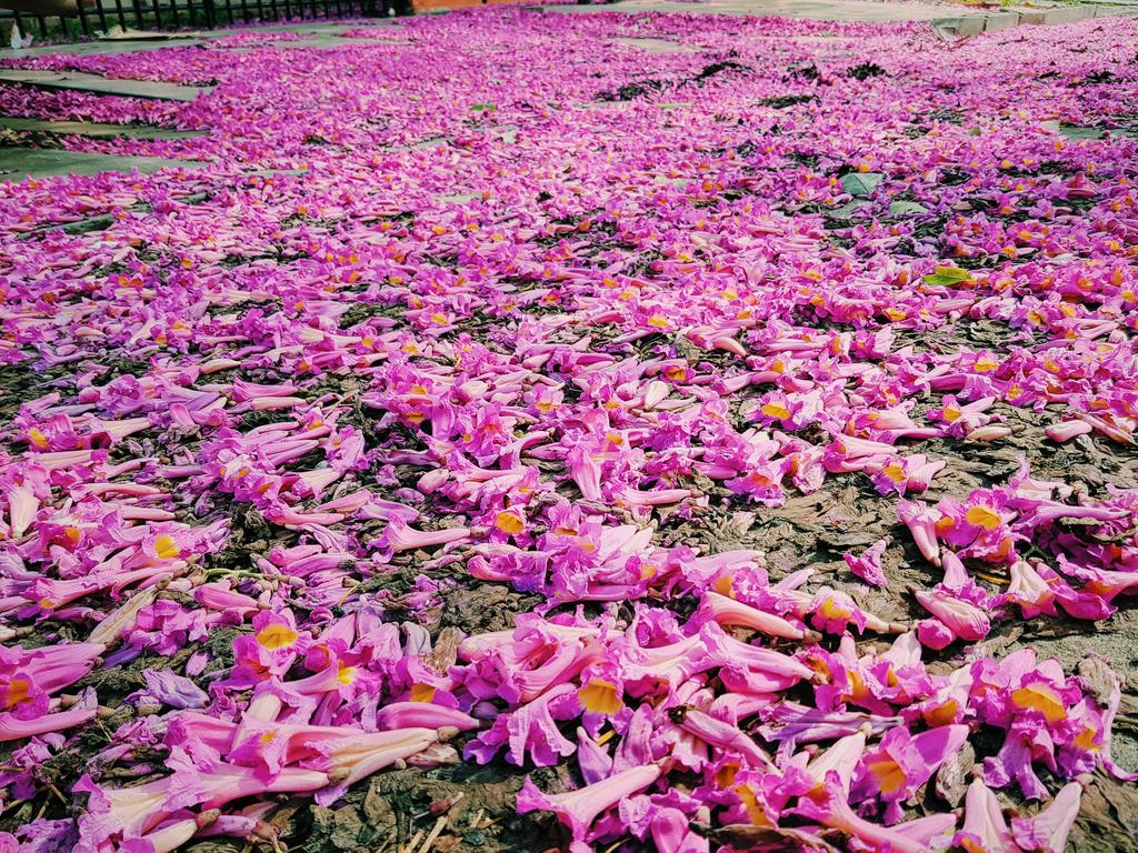 elcaradeplato's tweet photo. El tajibo frente a mi casa está dejando una cama de flores a lo largo de la calle 😍 https://t.co/40OW6kHy7F