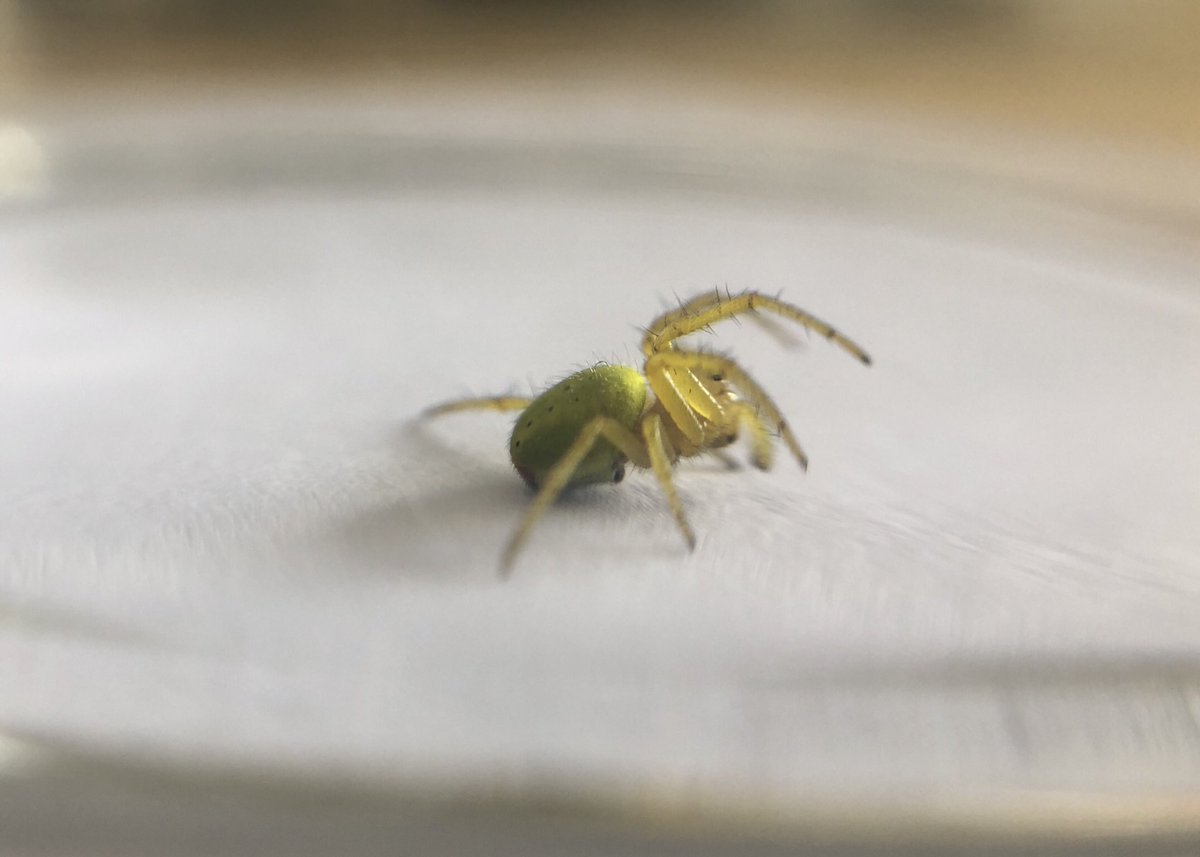 NorthernArtVic's tweet photo. It’s luminous yellow 😳 
It’s in my kitchen. 
Not for long mind you. 😬  #namethatspider https://t.co/dqlMCdL0Wj