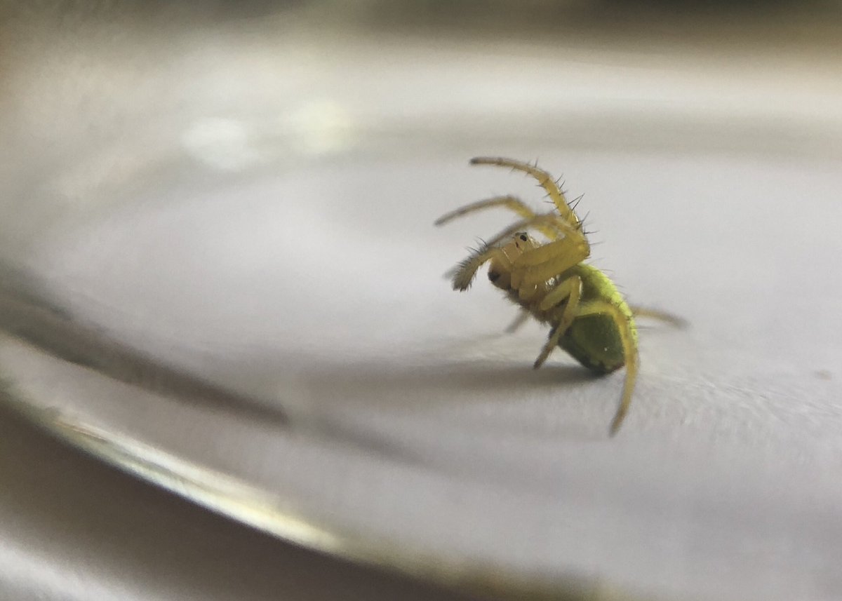NorthernArtVic's tweet photo. It’s luminous yellow 😳 
It’s in my kitchen. 
Not for long mind you. 😬  #namethatspider https://t.co/dqlMCdL0Wj
