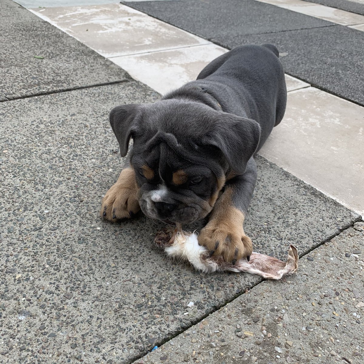 BullyCheeto's tweet image. Enjoying my Sunday treat in the garden 🐾
#puppytreat #puppy #puppiesoftwitter #puppiesofinstagram #rabbitear #rawtreat