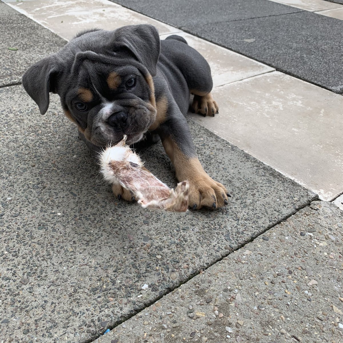 BullyCheeto's tweet image. Enjoying my Sunday treat in the garden 🐾
#puppytreat #puppy #puppiesoftwitter #puppiesofinstagram #rabbitear #rawtreat