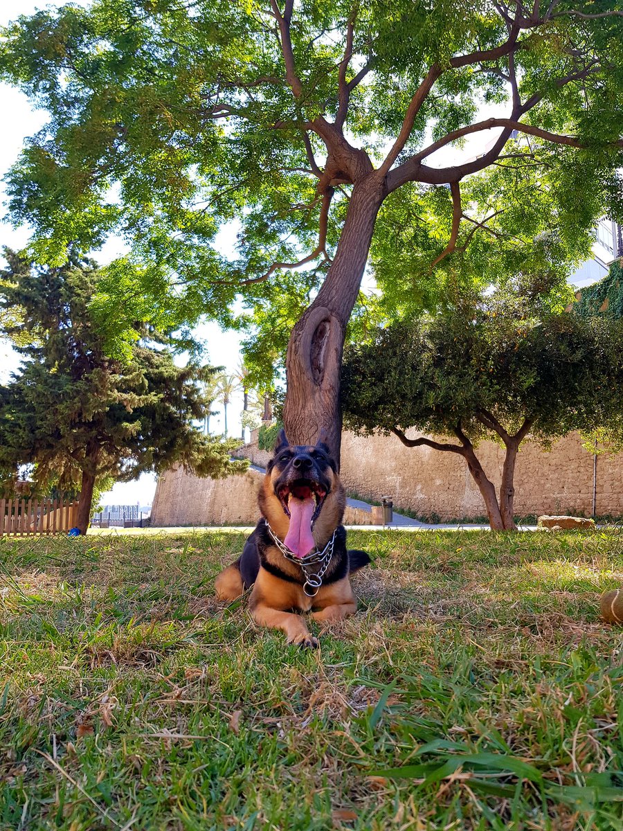 Jag_TROuLLette's tweet photo. Disfrutando de las últimas horas del finde en la mejor compañía 🤙🐕 #happysunday #dogstraining #dogslove #frenchring #dogtraining 
#dogs https://t.co/tilagh4ji5