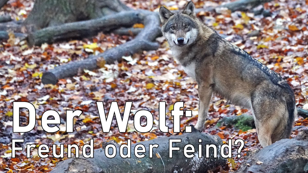 Mein Podcast "jagdtalk" hat nun auch eine eigene Homepage. Abonnieren könnt Ihr den Podcast selbstverständlich ganz einfach über Apple Podcasts/iTunes, Spotify, Google Podcast oder hört ihn einfach auf meiner Seite: jagdtalk.de/jagdtalk-001-p… #podcast #podcasts #jagd #wolf #wölfe