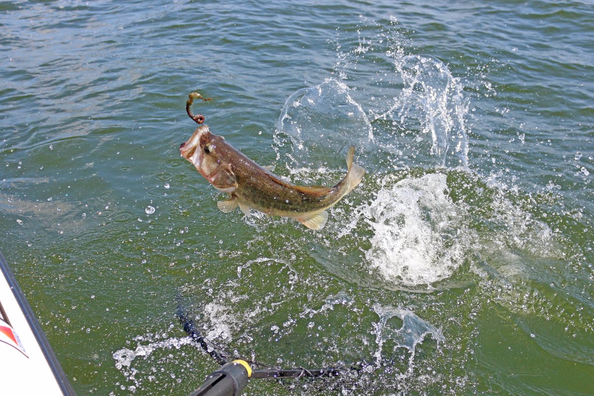 lfguidelanes's tweet photo. This bass was caught on a main #LakeFork point with submerged timber using a Texas Rigged 10" soft plastic worm in 17' and put up a great fight! https://t.co/5aQnP4zBsZ