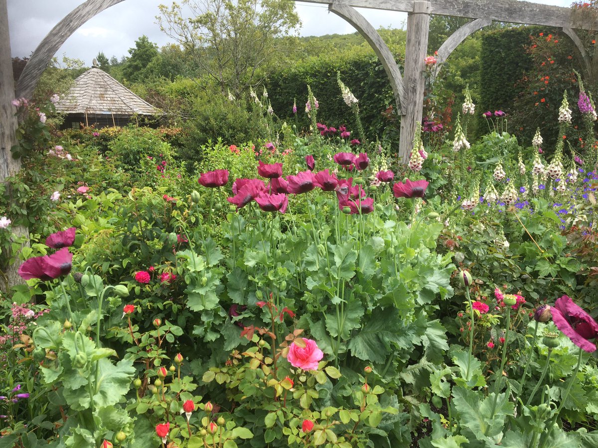 PlantsBulbsSeed's tweet photo. Visited the lovely Rosemoor #gardens today in North Devon, cool breezy and cloudy but still a fantastic day.
#plants #flowers #roses #hotborder #coolgarden https://t.co/nuS7851Y64