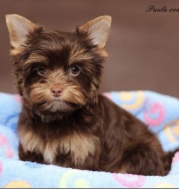 rosiedoc666's tweet photo. PAULA #longlost
Female #YorkshireTerrier adult/chocolate
Allegedly stolen by 3 men in blue van 23/4/16 CHIPPED
#Malling #KENT #ME19
The other dogs in poster were taken SAME AREA/SAME DAY
https://t.co/B2r9gN9DNq
@gelert01 @SAMPAuk_ @bs2510 @millypod1 @RachaelB100 @ruthwill64 https://t.co/ToCMHttd0C