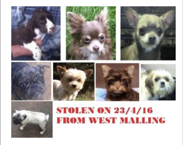 rosiedoc666's tweet photo. PAULA #longlost
Female #YorkshireTerrier adult/chocolate
Allegedly stolen by 3 men in blue van 23/4/16 CHIPPED
#Malling #KENT #ME19
The other dogs in poster were taken SAME AREA/SAME DAY
https://t.co/B2r9gN9DNq
@gelert01 @SAMPAuk_ @bs2510 @millypod1 @RachaelB100 @ruthwill64 https://t.co/ToCMHttd0C