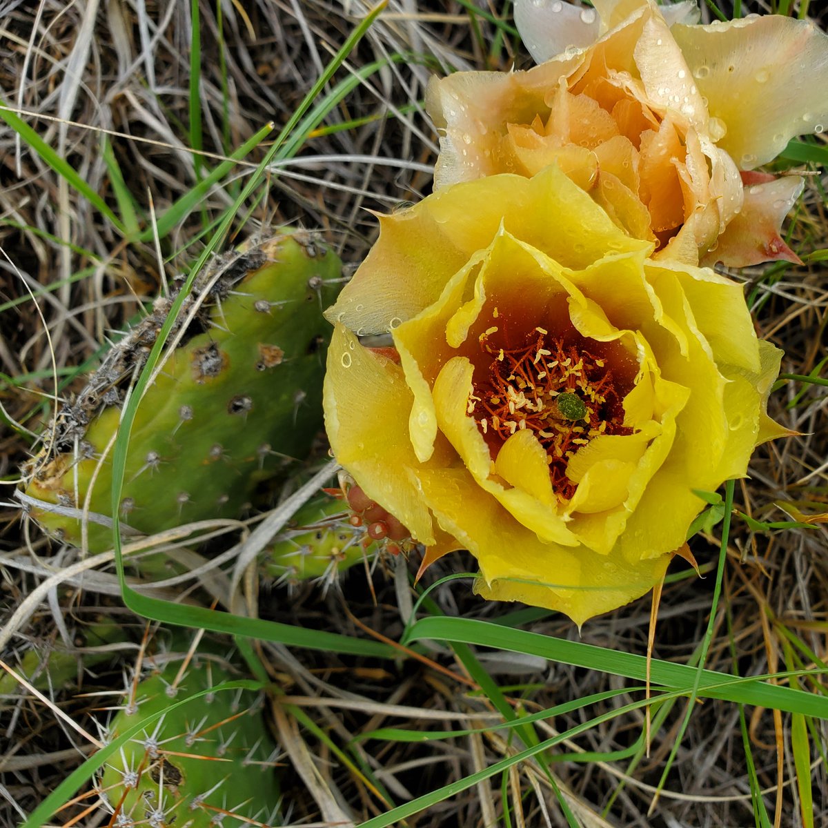 modperennialist's tweet photo. Some edible native plants from today's hike:
Opuntia polyacantha (plains prickly pear), Rosa acicularis (wild rose), and Asclepias speciosa (showy milkweed)
#nativeplantsofnorthamerica #albertawildflowers #choosenativeplants #plantID #nature #ecology #foraging https://t.co/5fT9292E2y