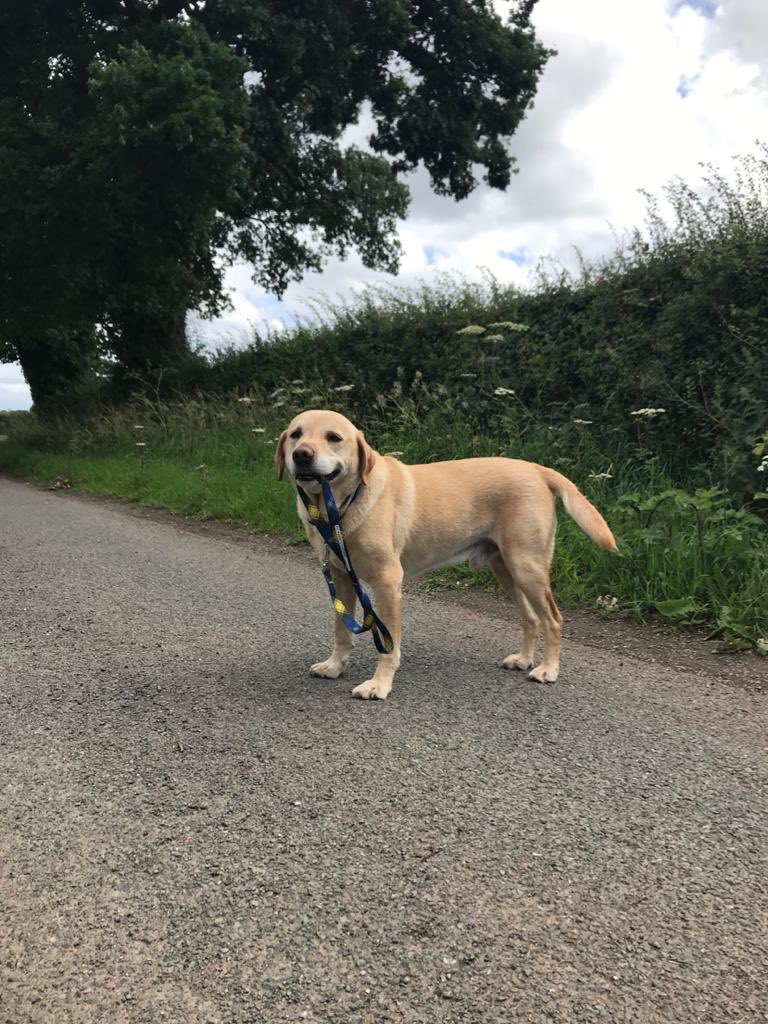 MobbsTrish's tweet photo. Wicket loving his collar and lead. Great interviews with Sally Nugent - we need to find a cure. @MNDoddie5 #doddiedogwalk #MNDawarenessday https://t.co/4wt5r0K0yW