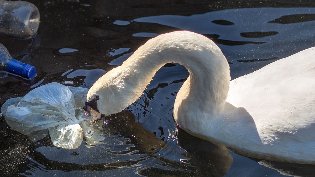 WWT Caerlaverock tweet media