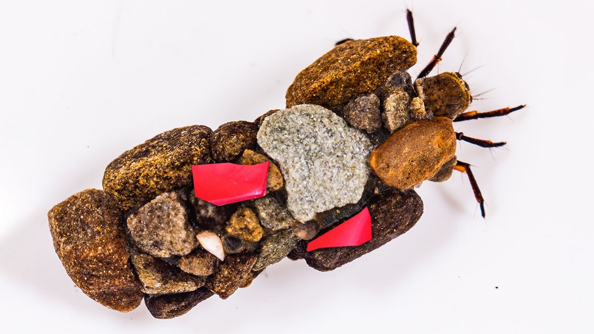 WWT Caerlaverock tweet media