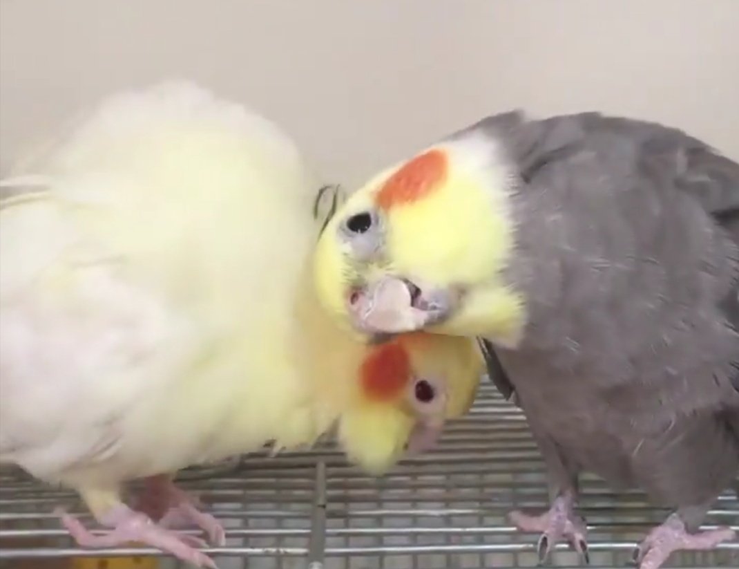 Aşgım önce ben seni sevim sonra sen bnei sev tamam mı