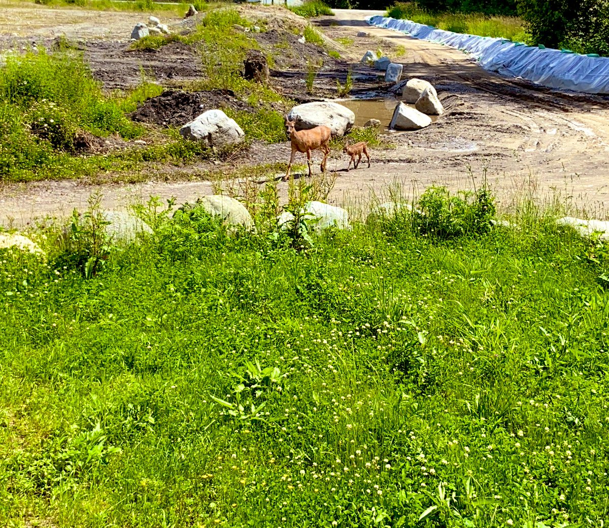 #NationalIndigenousPeoplesDay at home in #shxwhayvillage I express my gratitude to my ancestors: the 2-legged, 4-legged, winged, finned, rooted and the creepy crawlers \•/ without them I am nothing. Deer, a bear, a coyote and bunny this week. <a href="/goUFV/">U of Fraser Valley</a> #WorkFromHome #xwelmexw \•/