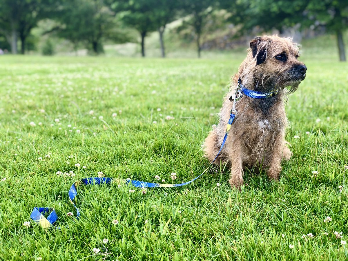 Hey pals i been supporting #MNDawarenessday and been out for a  #doddiedogwalk love my lead and collar.