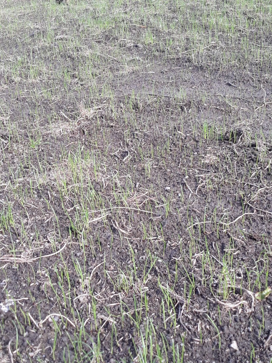 2pintpaddy's tweet photo. Great to see the Abergain grass seed starting to come up #Abergain  #Reseeding https://t.co/i19vBWOMjy