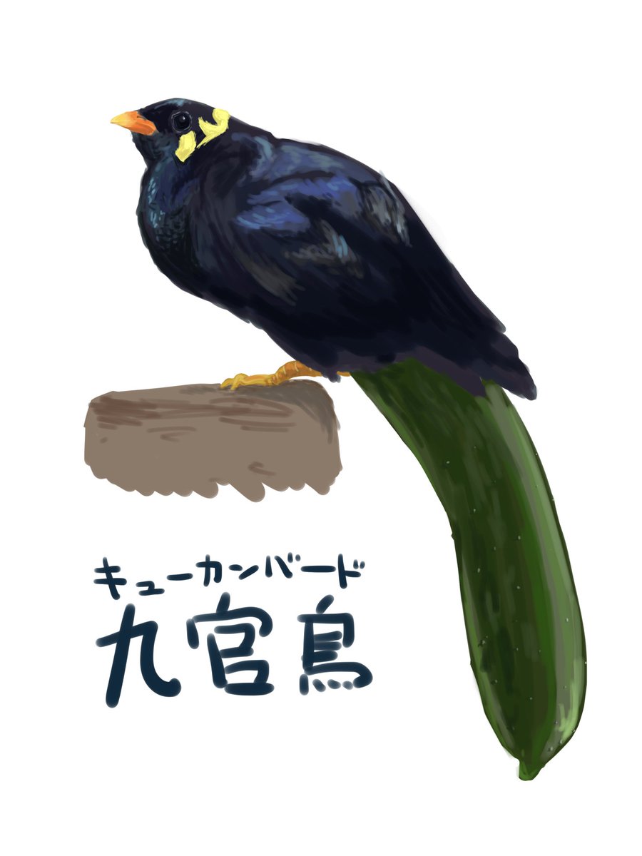 事 象 九官鳥 キューカンバード のイラストです