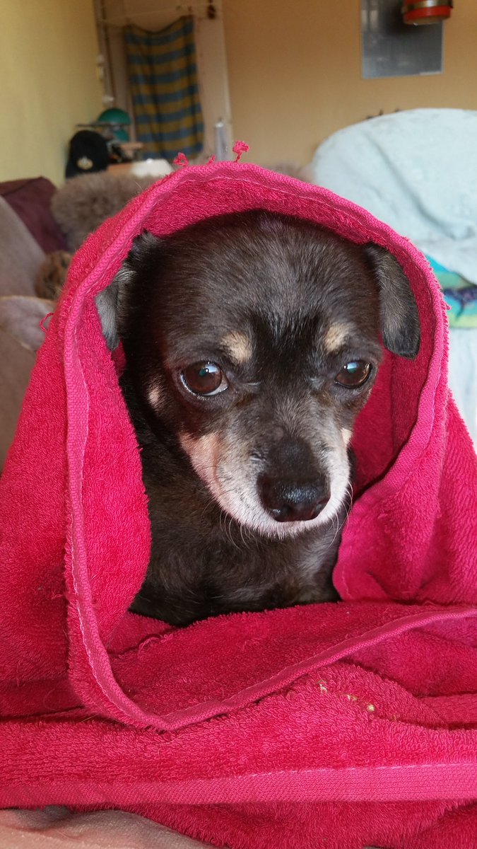 Remembering Tommy, the Library K9. You'll always be missed. #PawPrintsOnMySoul #RIPTommy