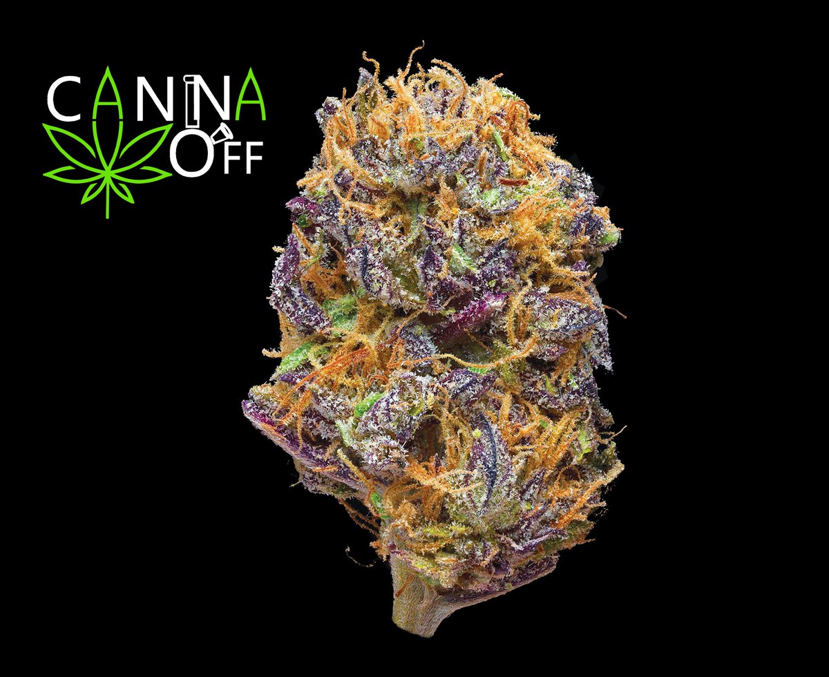 CannaOff's tweet photo. #HappyFathersDay to all of you amazing dads out there! What’s in your pipe?
#pipecleaner #weed #bong #hookoah #smokepipe #weed #green #purp #mid #hash #salvia #indica #bud #buds #beautifulbud #gethigh #cleanyourpipe https://t.co/TbYRBNHHF6