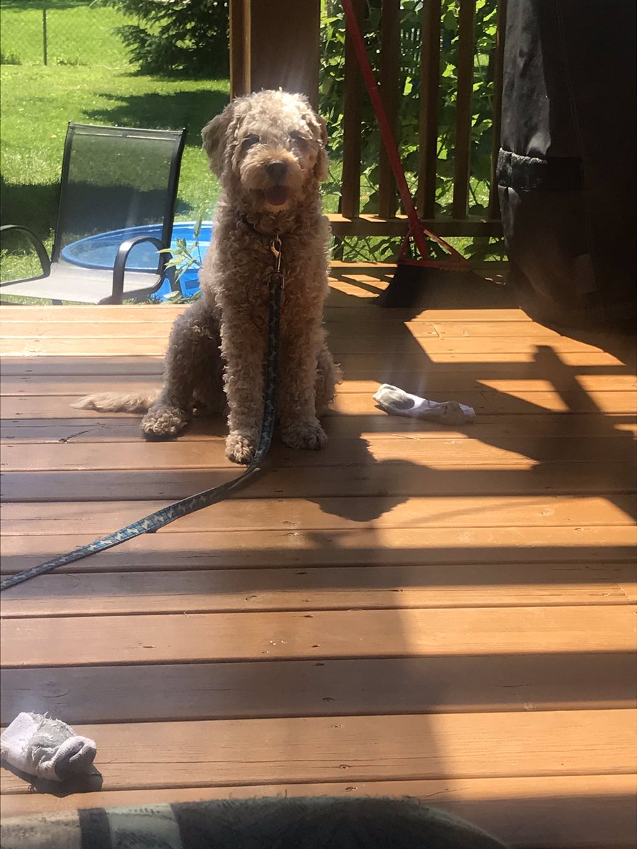 Murphy29547703's tweet photo. It’s to hot for all this fur https://t.co/9a9DnESddz