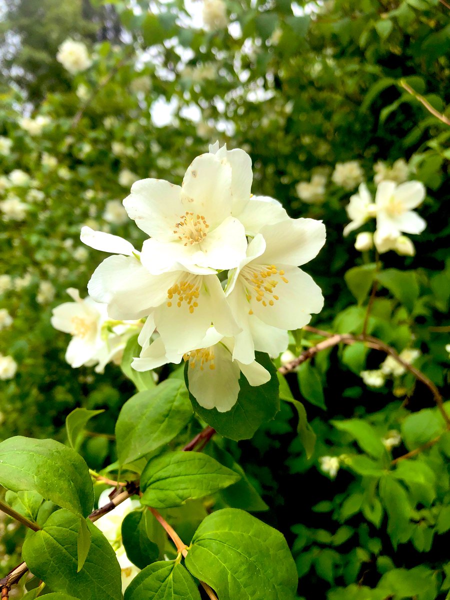 ladylolipops's tweet photo. Philadelphus coronarius #sweetmockorange #englishdogwood #fragrantflowers #flowersoftwitter #amateurphotography #NaturePhotography #flowers #nature #photography https://t.co/5iuU9BhaH6