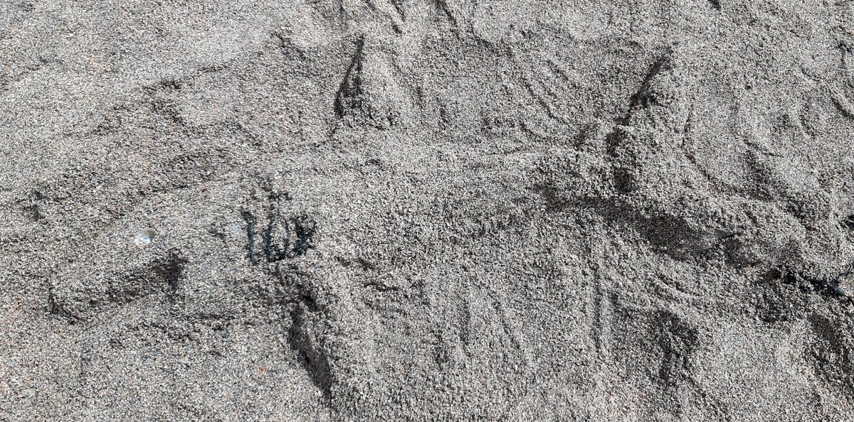 ross bartley tweet media