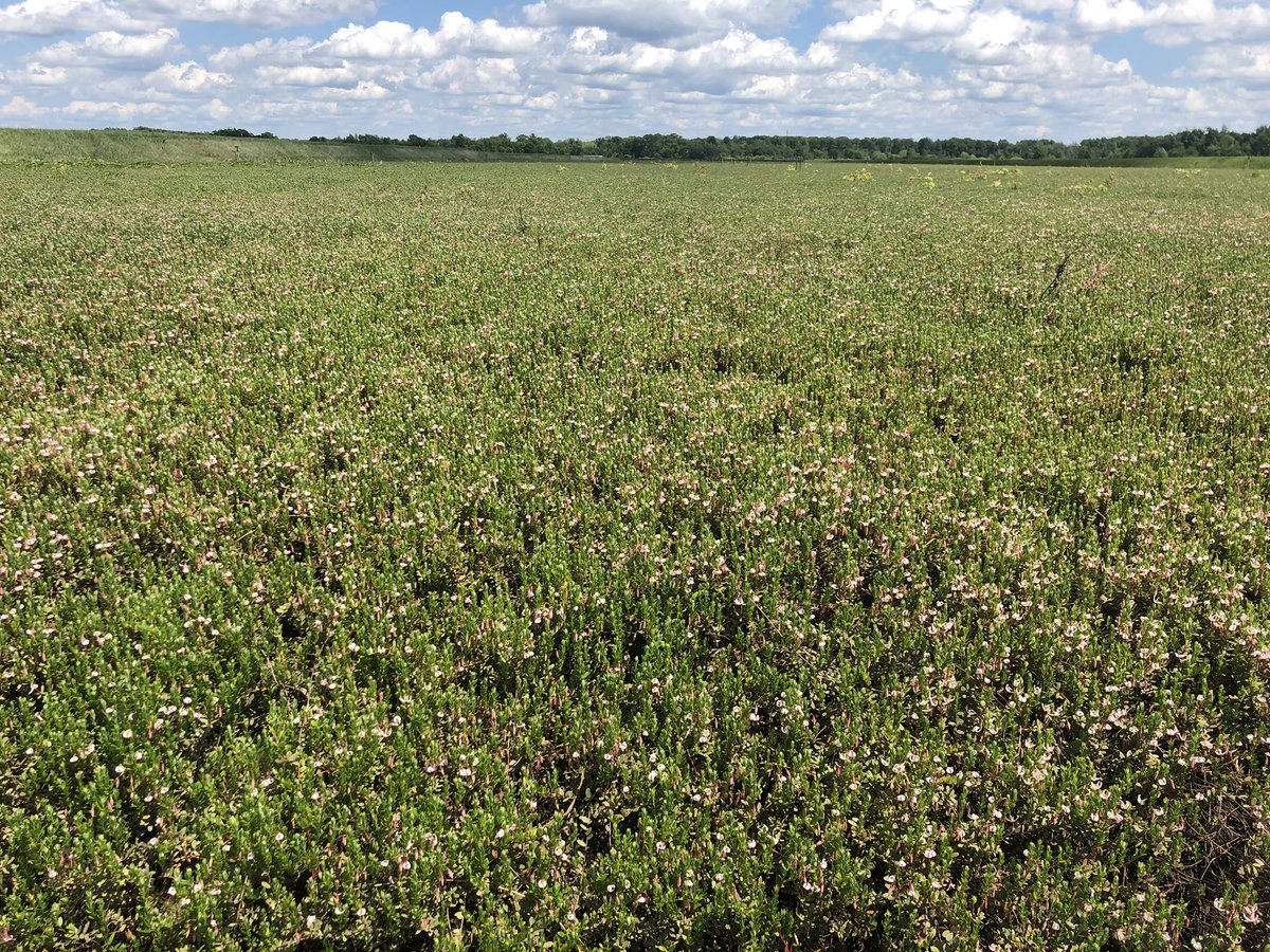 AuroraPrehn's tweet photo. We reached full bloom in some beds with the bees hard at work. Look closely to see one in action. They will be here through peak, which is another 10-12 days.
.
#prettyinpink #drunkbees #pollinationstation #wisco #cranberries #spring2020 https://t.co/7O3ycan6sd