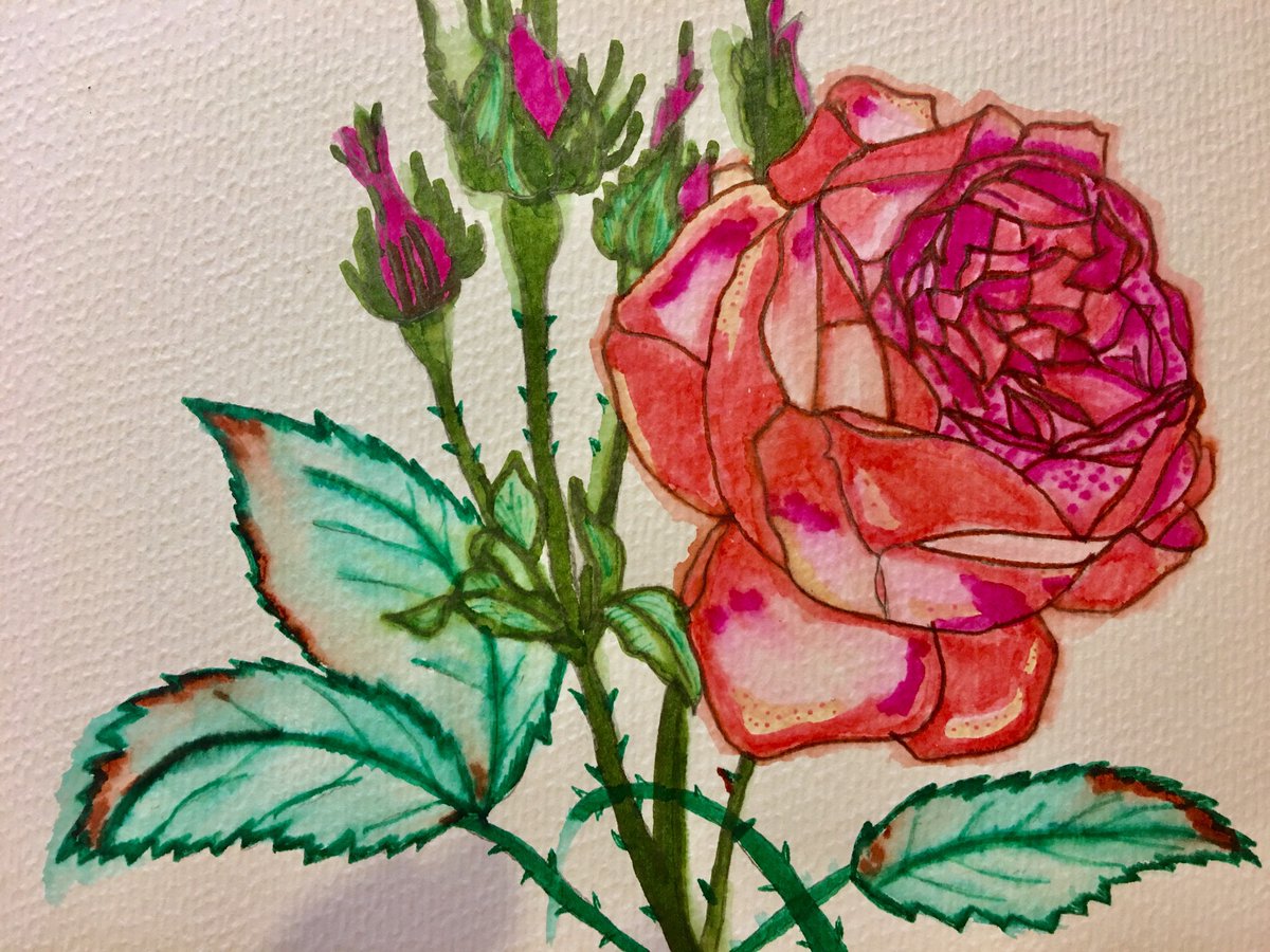 This evening, I am noticing nature through my pencil and paintbrush #cabbagerose #watercolours