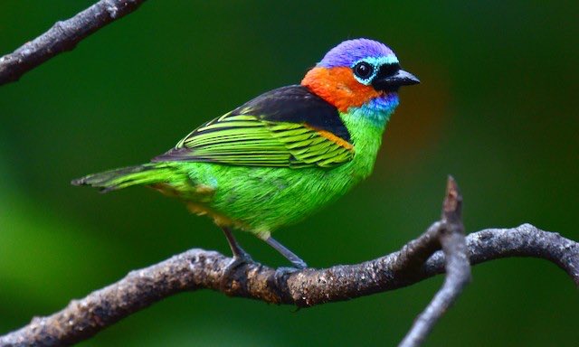 Red-necked tanager (found in Paraguay, Argentina, & Brazil)