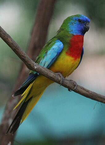 Scarlet-chested parrot (found in Australia)