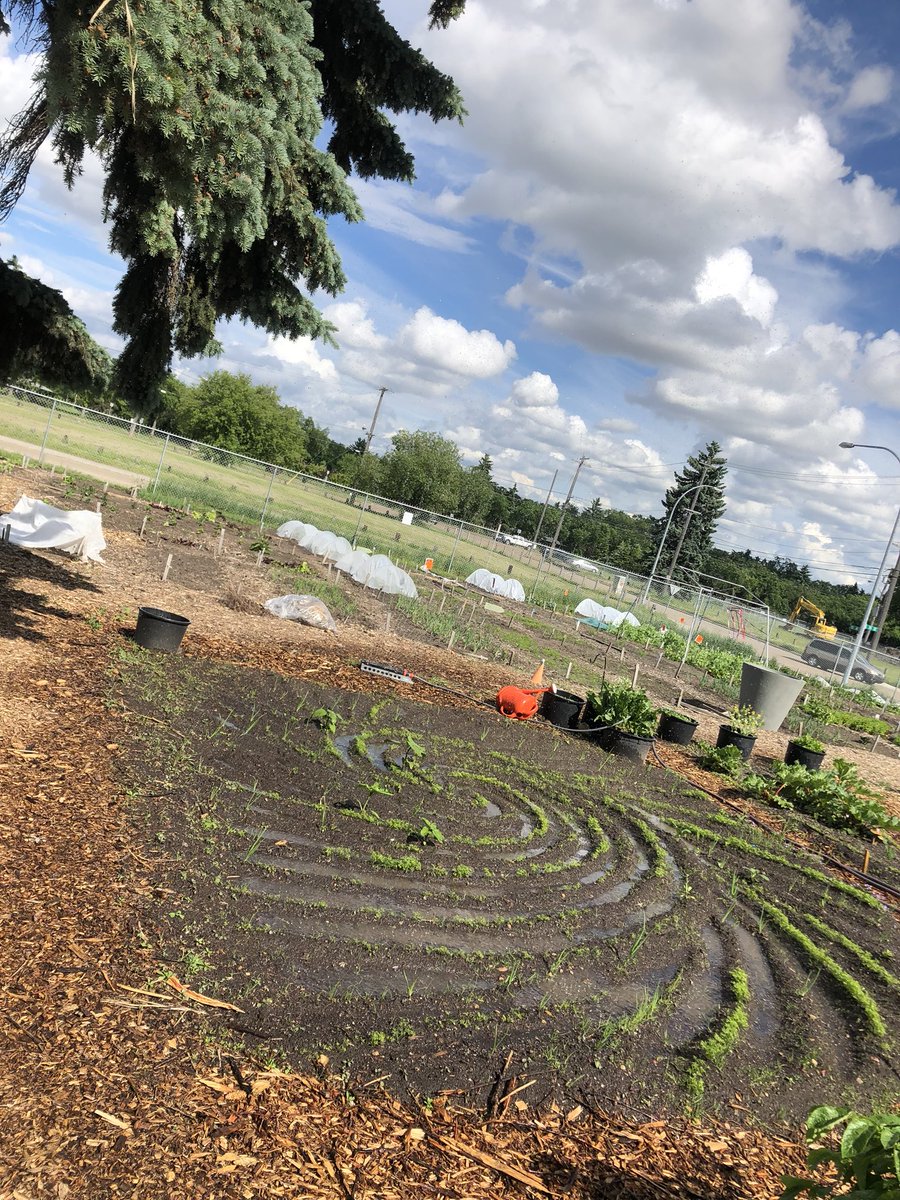 The community plots at Northlands Urban Farm are unreal. First let’s talk about the diversity of food being grown here - strawberries, radishes squash, corn, turnip, beets, peas, tomatoes...then, can we talk about the Fibonacci garden? #yeggarden