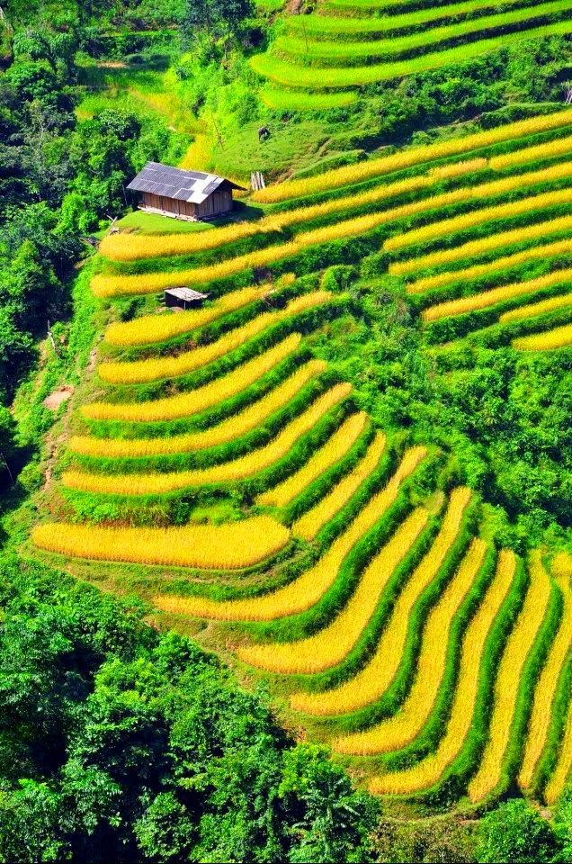 Bitcoin21M_BTC's tweet photo. Căn nhà mộng ước Hoàng Su Phì- Hà Giang
#vietnam #world #vietnamese #travel https://t.co/EAVnCg3TNH