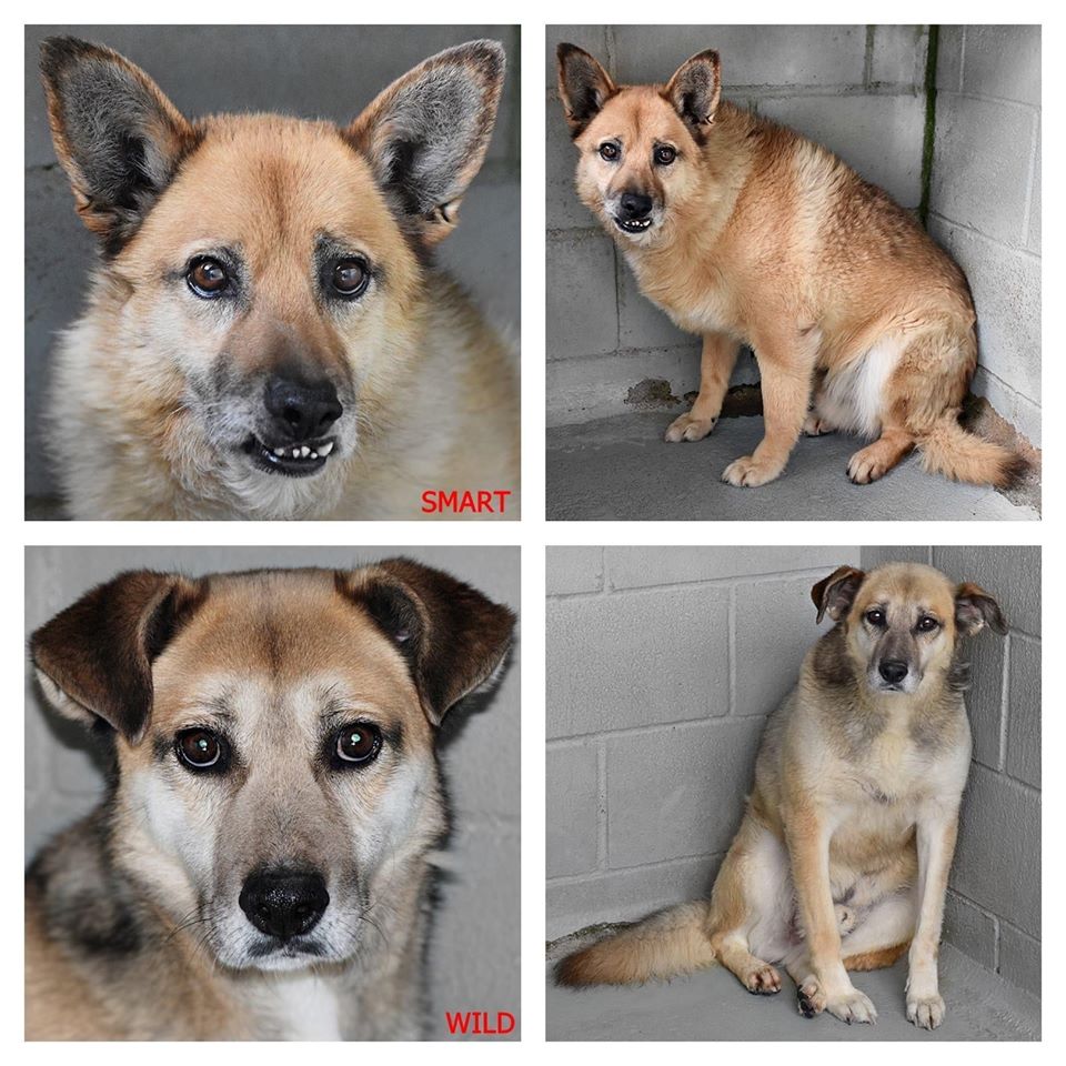 BARCELONA.
Entraron con 4 meses y ahora tienen 12 años. Alguien les puede dar un hogar en sus últimos años?
Tel: 93.797.42.72