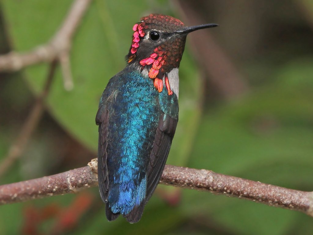 Bee hummingbird (male; smallest species of bird on earth, found in Cuba)