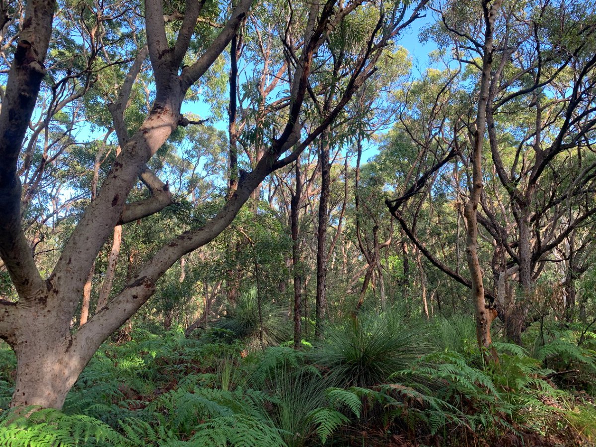 First Contacts excursions with Kamay Botany Bay EEC available for Term 3 &amp; 4. A new  google site supports student learning before &amp; after a visit to Kamay Botany Bay. Learn about Cook's arrival at Kamay: a Dharawal perspective. Book now buff.ly/2JlC6iq. #NSWEZEC