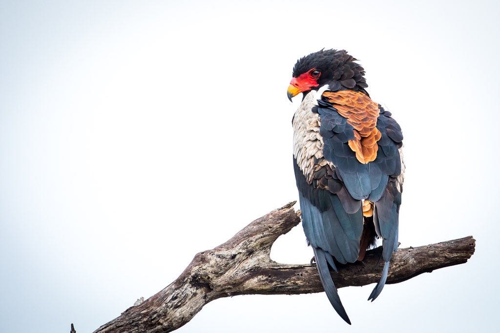 Bateleur (French for “street performer” in regards to its colors; found in Africa)