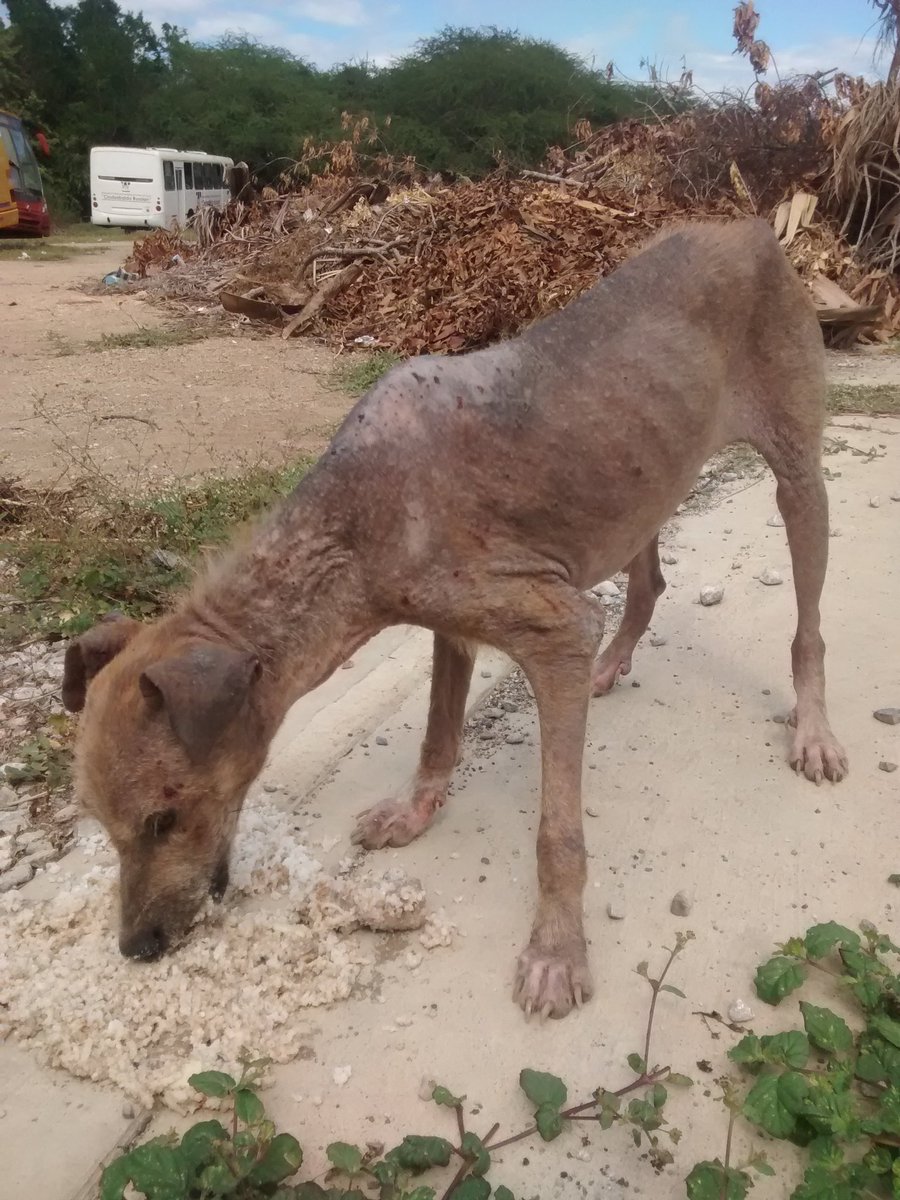 ntarrazzi's tweet photo. Hilo:
Esta perrita la dejaron abandonada a finales del 2019 en la universidad. La bautice con el nombre de Serena. Fue difícil ganarmela, pero poco a poco alcance su confianza. 
En marzo de este año la lleve a esterilizar y la traje a casa para su recuperación... @MirniaT https://t.co/NJkVntu0Gu
