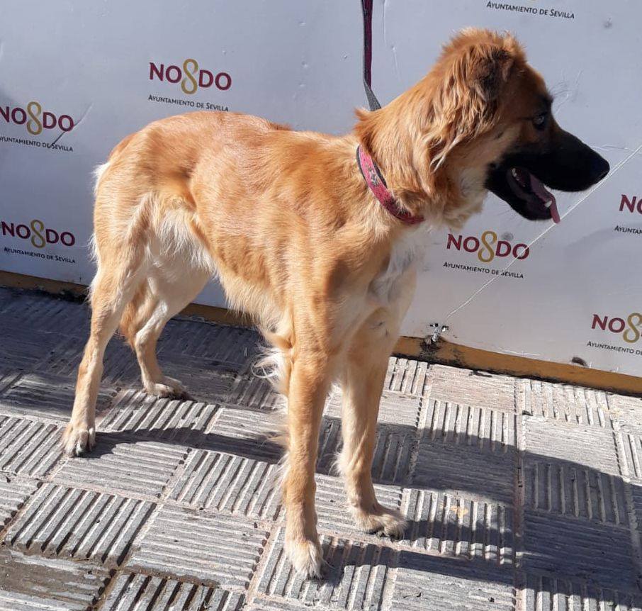 vai3333's tweet photo. #ESPAÑA >> CRUZADO HEMBRA SIN CHIP CAPTURADA EN C/ JABUGO (#SEVILLA) E INGRESADA EN ZOOSANITARIO 19/06/2020 <<¡¡RIESGO DE SACRIFICIO¡¡Centro Municipal Zoosanitario: 955 47 17 88 / zoosanitario@sevilla.org NO COMPRES #ADOPTA https://t.co/L8Oc56UX3x