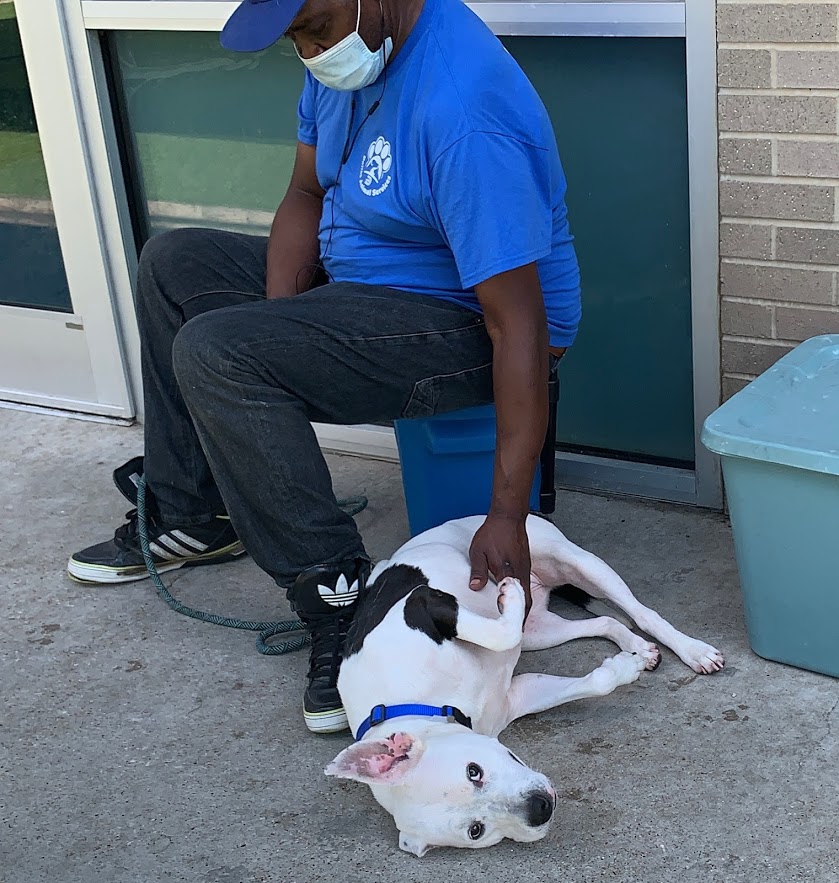 DallasShelter's tweet photo. #SundayShoutout to our amazing staff for providing endless belly rubs and care to DAS pets. We couldn't #SaveLivesWhileSocialDistancing without you! Thank you for all of your hard work! https://t.co/Dd4aAxsUk7