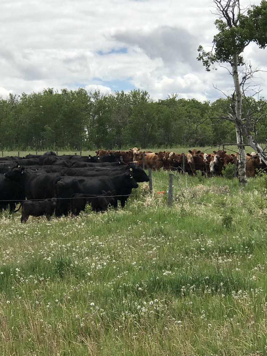 OlFerchy's tweet photo. Chatting with the neighbourβs #ranchlife https://t.co/dEPRsgXkUq