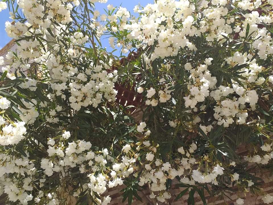 AmaraRiheb's tweet photo. سلامٌ و حبٌ على الأرض و من عليها 🌷🌸 😁 ... https://t.co/eUxoHA119I